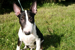 Kaabus bullterrier (3 foto / 3)