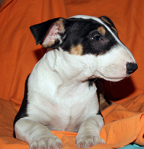 Kutsikad Kaabus bullterrier (3 foto / 3)
