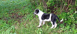 Perekoer (7 foto / 7)