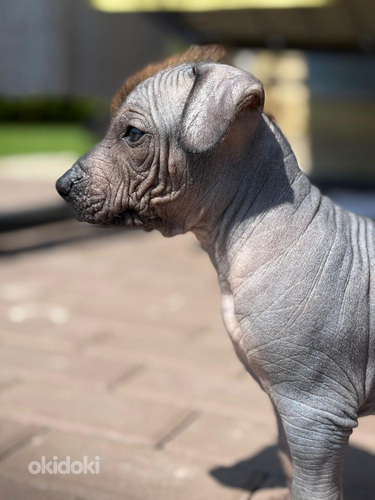 Mehhiko karvutu (xoloitzcuintli)