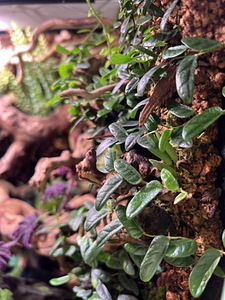 Taimed terraariumisse, florariumisse ja paludaariumisse (9 foto / 10)