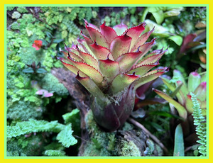 Taimed terraariumisse, florariumisse ja paludaariumisse (1 foto / 10)