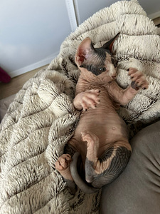 Sfinksi uros pentu (4 valokuva sivusta 4)