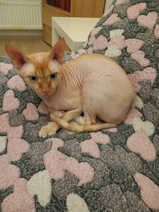 Sfinx nuori uros (2 valokuva sivusta 4)