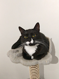 Maatiais kissat etsivät kotia (3 valokuva sivusta 7)