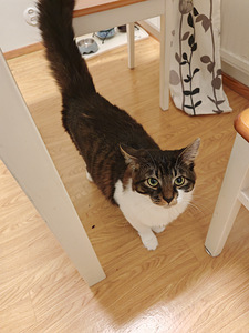 Maatiais kissat etsivät kotia (2 valokuva sivusta 7)