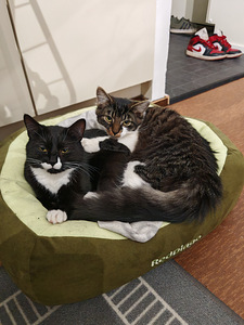 Maatiais kissat etsivät kotia (7 valokuva sivusta 7)