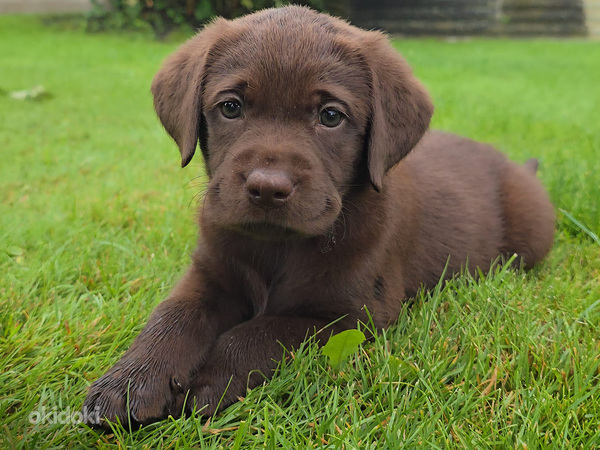 Labradora-Retrīvera kucēni