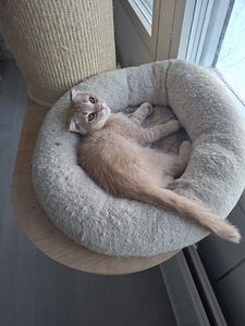 Söpöliinit (1 valokuva sivusta 3)