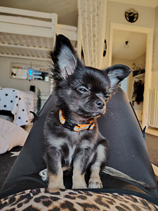 Chihuahua uros pentu (2 valokuva sivusta 2)