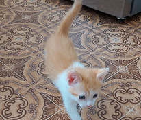 Kissanpentua