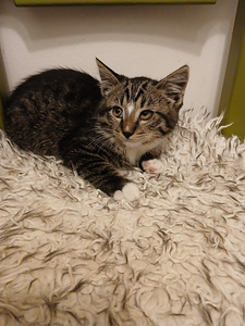 Kissapentuja (1 valokuva sivusta 2)