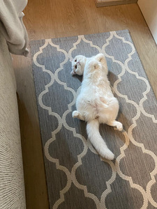 Persialainen/scottishfold mix uros (2 valokuva sivusta 2)