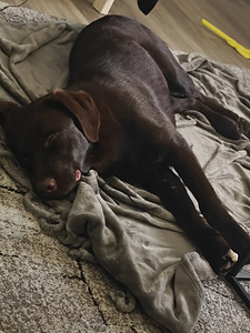 Labradorinnoutaja ruskea (4 valokuva sivusta 4)