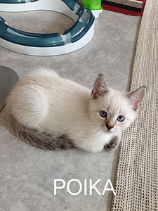 Sekärotuiset Kotikissanpennut (4 valokuva sivusta 5)