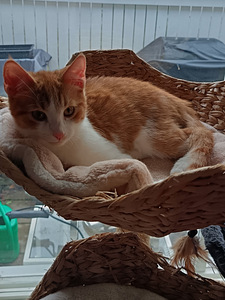 Luovutusikäinen poika (3 valokuva sivusta 5)