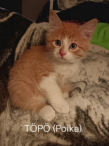 Kissanpennut (4 valokuva sivusta 9)