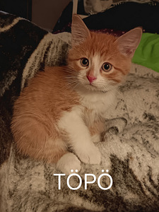 Kissanpennut (6 valokuva sivusta 9)