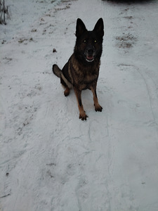 Saksanpaimenkoira (3 valokuva sivusta 3)