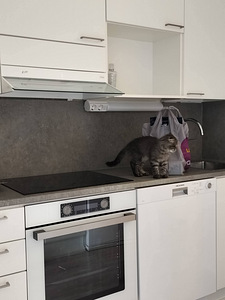 Kissanpentu etsii uutta kotia (6 valokuva sivusta 6)