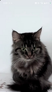 Kissanpentu etsii uutta kotia (1 valokuva sivusta 5)