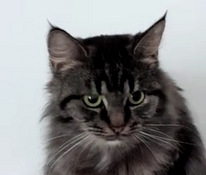 Kissanpentu etsii uutta kotia