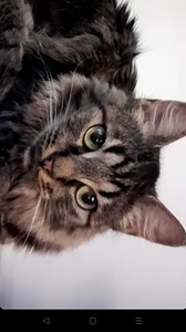 Kissanpentu etsii uutta kotia (3 valokuva sivusta 5)