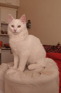 Kauniit valkoiset kissat (5 valokuva sivusta 10)