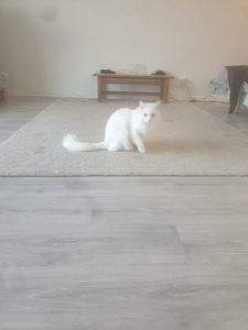 Kauniit valkoiset kissat (7 valokuva sivusta 10)