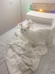 Suloiset kissat (1 valokuva sivusta 9)