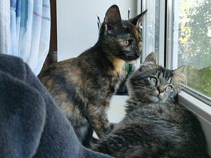 Kassipojad/kassipojad (1 foto / 3)