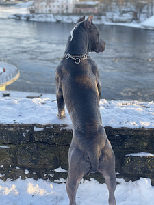 Pitbull aretuseks (3 foto / 4)