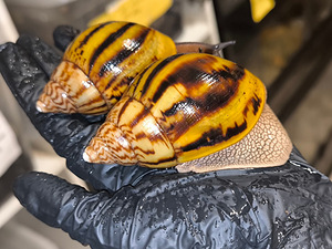 Achatina Achatina (1 foto / 10)