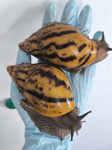 Achatina Achatina (10 foto / 10)