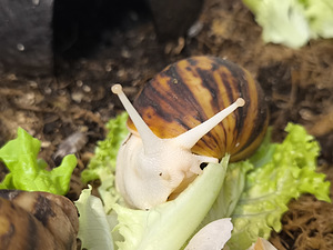 Achatina/archachatina (2 foto / 10)