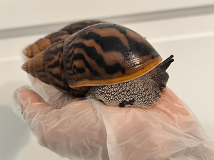 Achatina/archachatina (7 foto / 10)