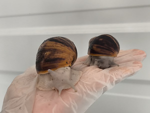 Achatina/archachatina (9 foto / 10)