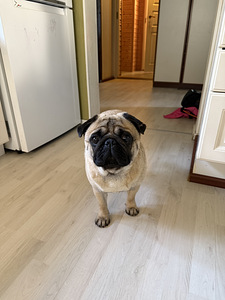 Etsitään uutta kotia!