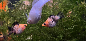 Kala Molly (8 foto / 8)
