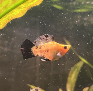 Kala Molly Isased (3 foto / 3)