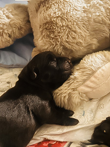 Šokolaadivärvi labradori retriiveri kutsikad (3 foto / 4)