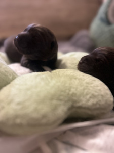 Šokolaadivärvi labradori retriiveri kutsikad (4 foto / 4)
