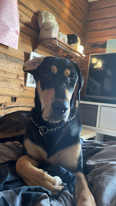 Koira etsii kotia (3 valokuva sivusta 7)