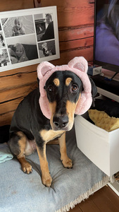 Koira etsii kotia (5 valokuva sivusta 7)