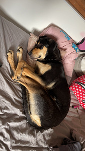 Koira etsii kotia (7 valokuva sivusta 7)