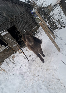 Poni poiss Einstein (2 foto / 4)