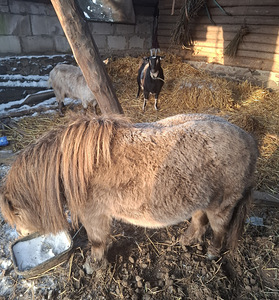Poni poiss Einstein (3 foto / 4)