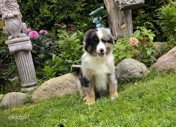 Miniatyyrikokoisia amerikkalaisen paimenen pentuja.