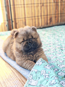 Chow chiw pentu (2 valokuva sivusta 6)