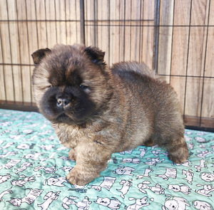 Chow chiw pentu (4 valokuva sivusta 6)